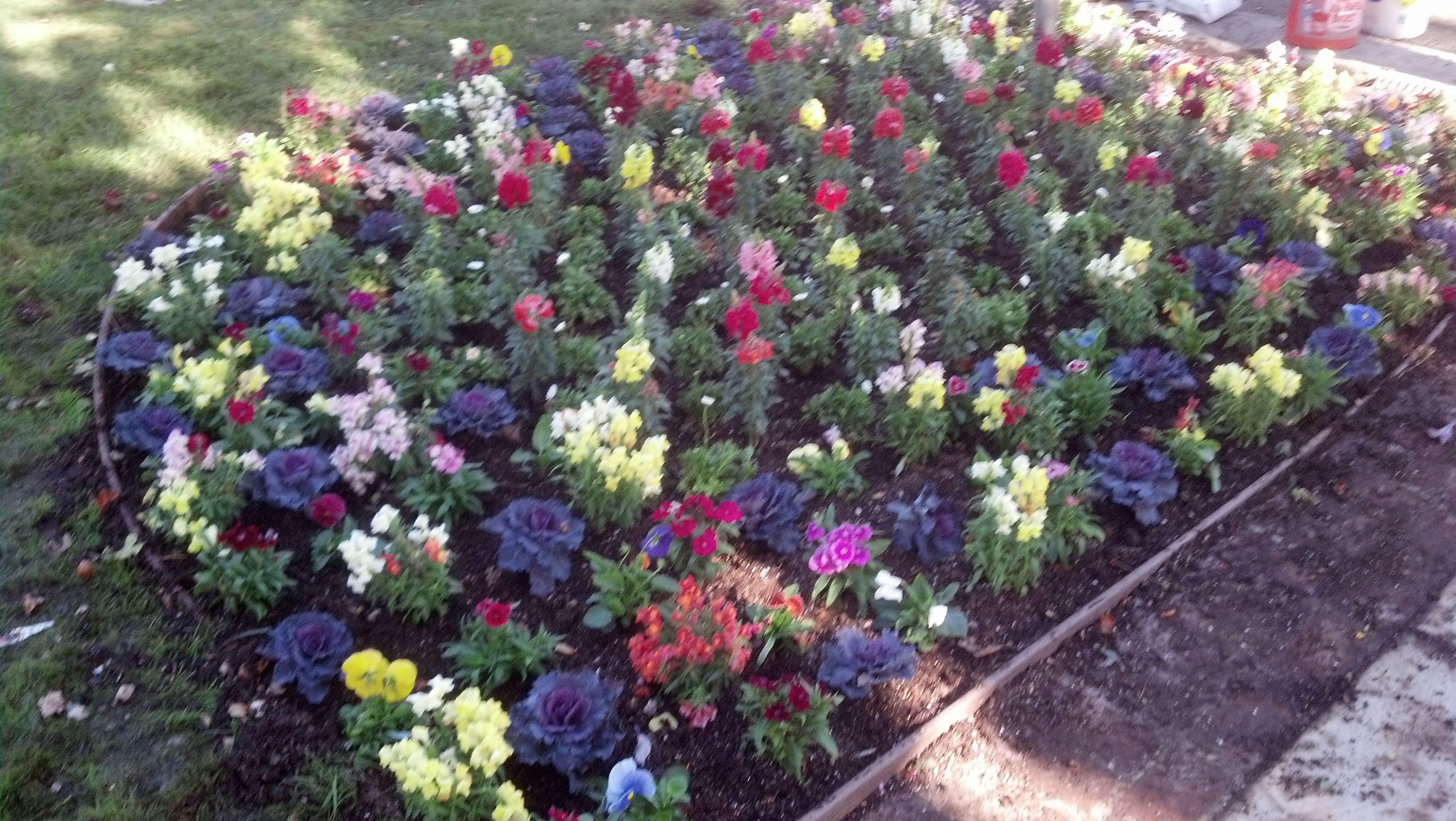 Fall & Winter Flower Beds Landscape Makeover Folsom & Sacramento