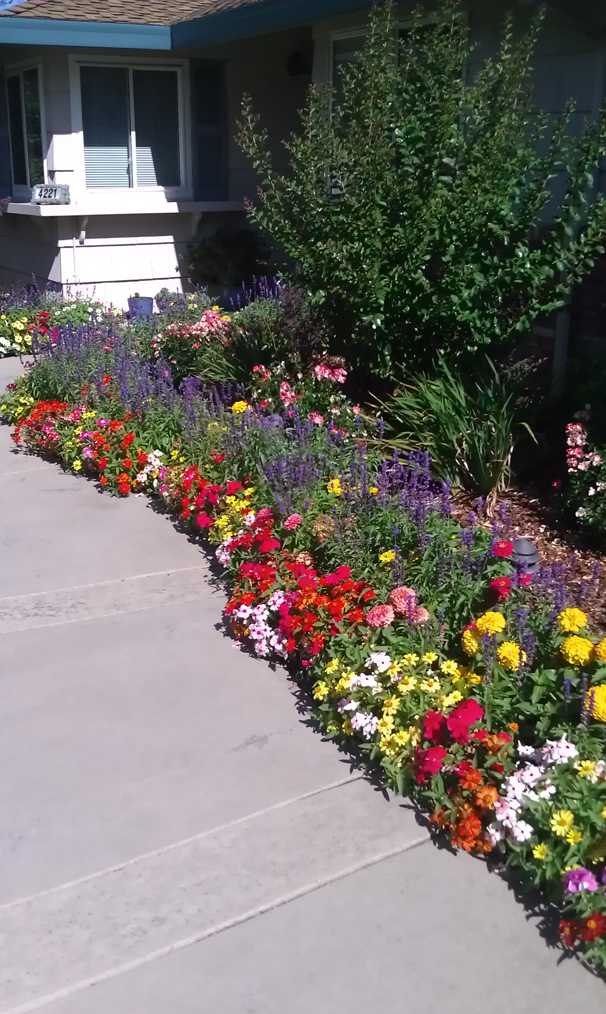 Custom Plantings Folsom, California Spring & Summer Flower Beds