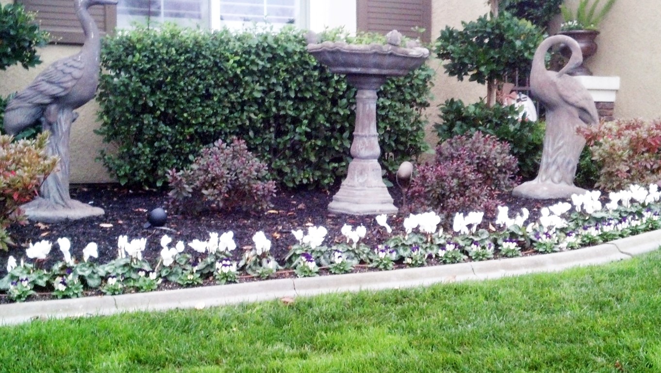 Fall & Winter Flower Beds Landscape Makeover Folsom & Sacramento